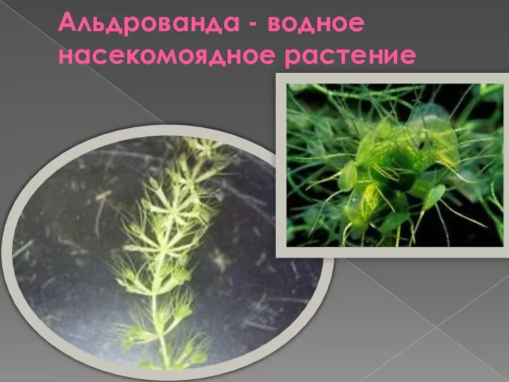 Альдрованда - водное насекомоядное растение