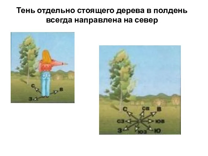 Тень отдельно стоящего дерева в полдень всегда направлена на север