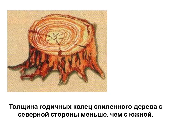 Толщина годичных колец спиленного дерева с северной стороны меньше, чем с южной.