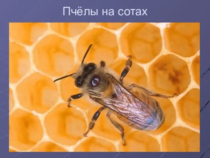 Пчёлы на сотах