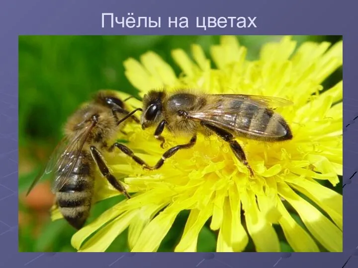 Пчёлы на цветах