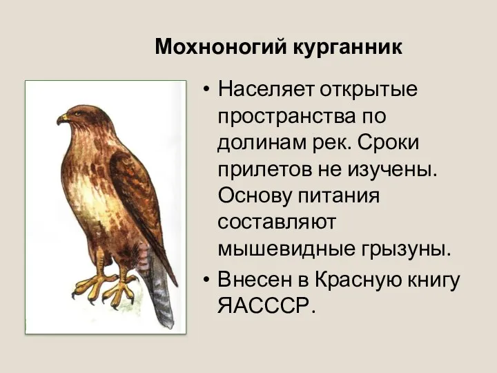 Мохноногий курганник Населяет открытые пространства по долинам рек. Сроки прилетов