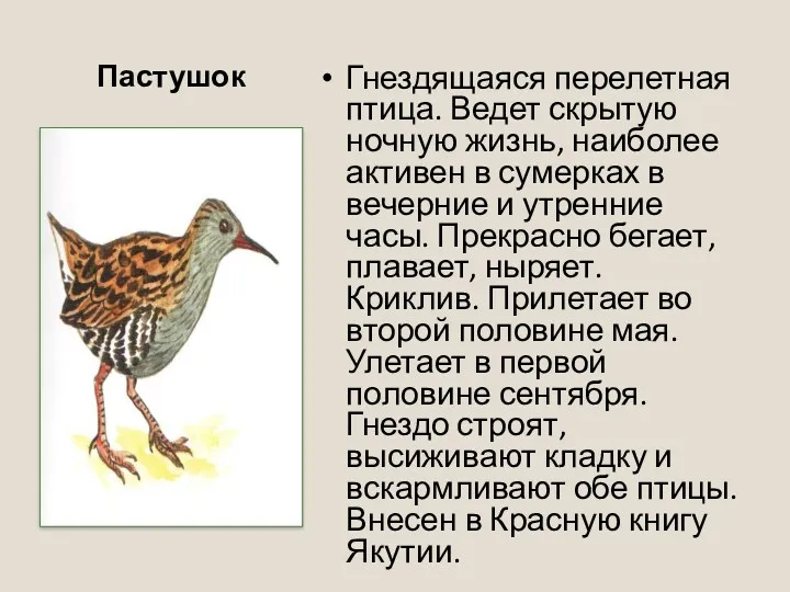 Пастушок Гнездящаяся перелетная птица. Ведет скрытую ночную жизнь, наиболее активен