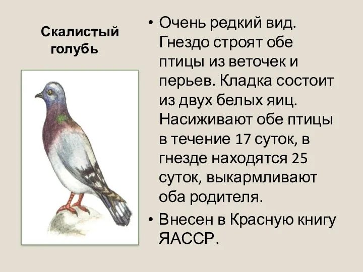 Скалистый голубь Очень редкий вид. Гнездо строят обе птицы из веточек и перьев.