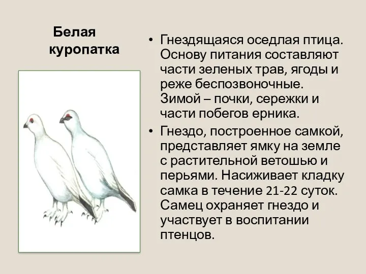 Белая куропатка Гнездящаяся оседлая птица. Основу питания составляют части зеленых трав, ягоды и