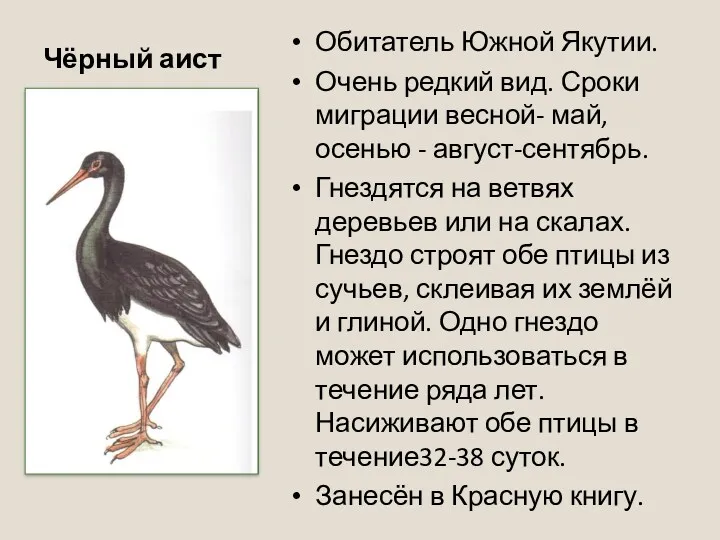 Чёрный аист Обитатель Южной Якутии. Очень редкий вид. Сроки миграции весной- май, осенью