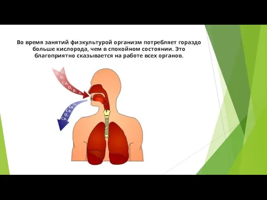 Во время занятий физкультурой организм потребляет гораздо больше кислорода, чем