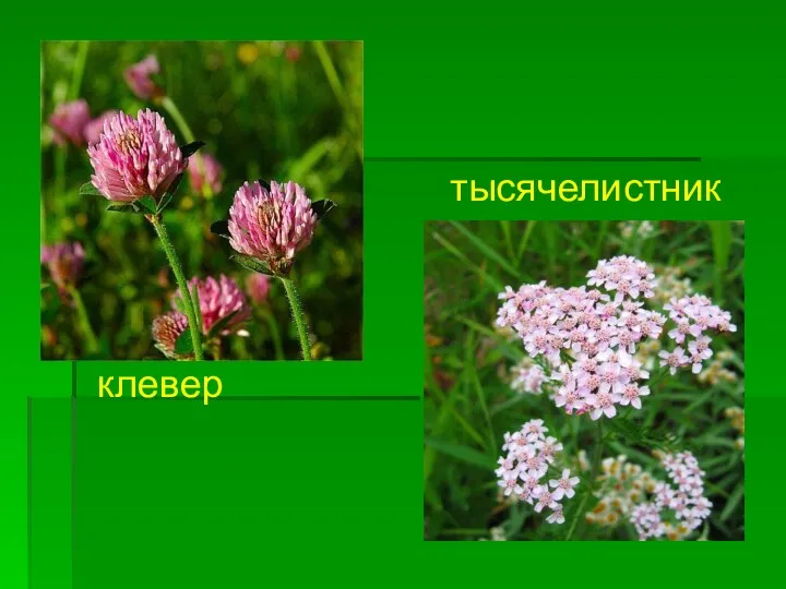 клевер тысячелистник