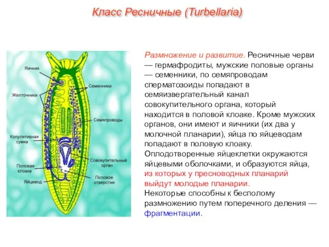 Размножение и развитие. Ресничные черви — гермафродиты, мужские половые органы