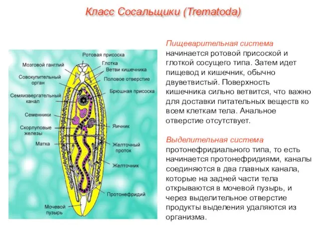 Пищеварительная система начинается ротовой присоской и глоткой сосущего типа. Затем