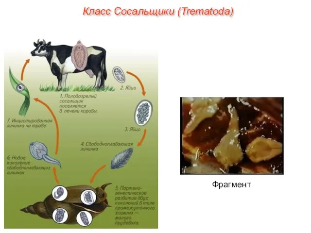 Фрагмент Класс Сосальщики (Trematoda)