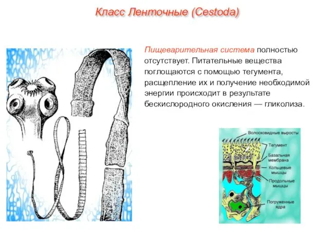 Пищеварительная система полностью отсутствует. Питательные вещества поглощаются с помощью тегумента,