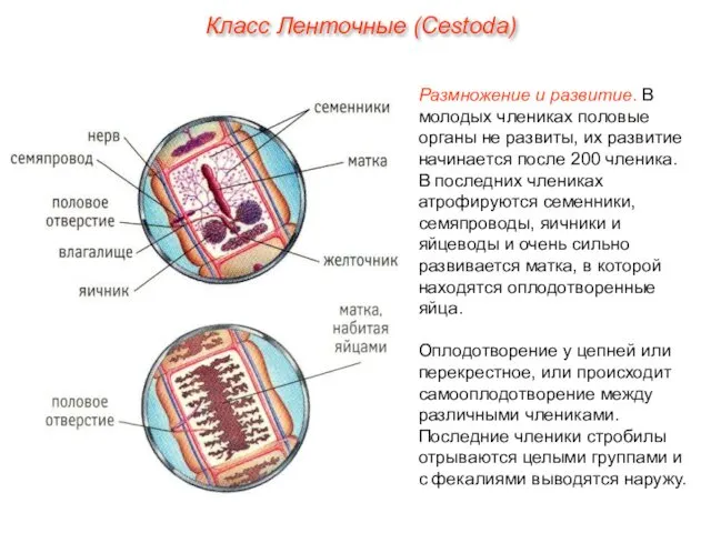 Размножение и развитие. В молодых члениках половые органы не развиты,