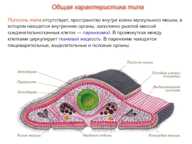 Полость тела отсутствует, пространство внутри кожно-мускульного мешка, в котором находятся