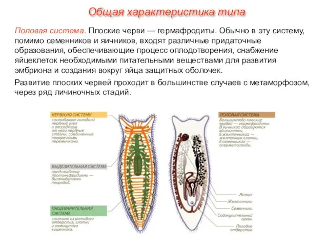 Половая система. Плоские черви — гермафродиты. Обычно в эту систему,