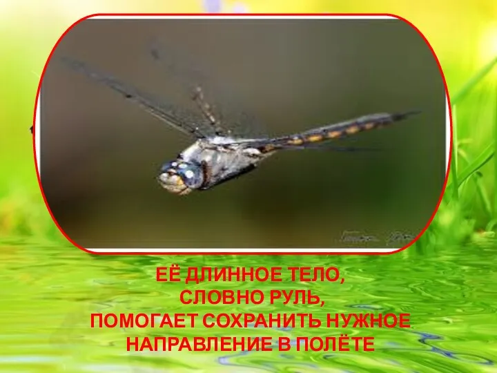 её длинное тело, словно руль, помогает сохранить нужное направление в полёте