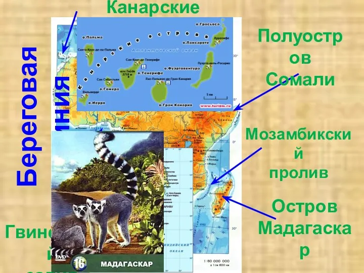 Береговая линия Гвинейский залив Остров Мадагаскар Полуостров Сомали Мозамбикский пролив Канарские острова