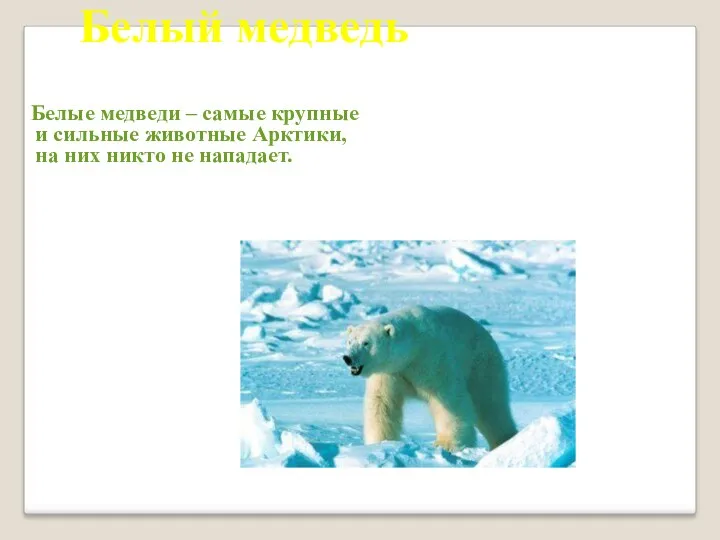 Белые медведи – самые крупные и сильные животные Арктики, на них никто не нападает. Белый медведь
