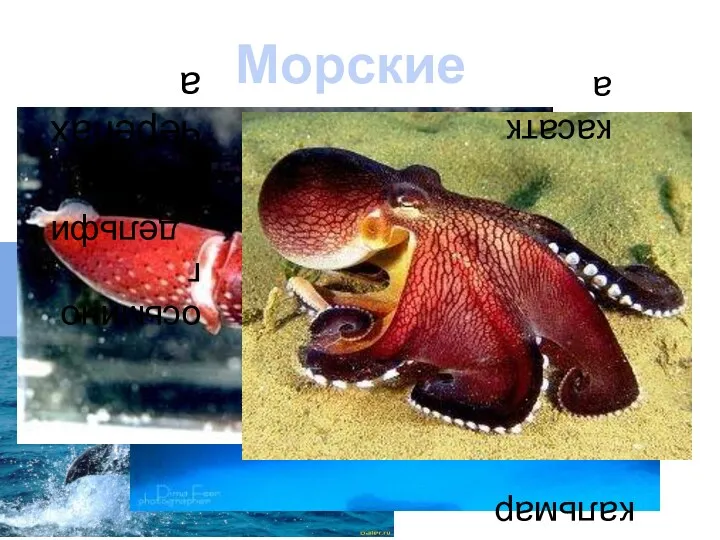 Морские обитатели черепаха кальмар касатка осьминог дельфин