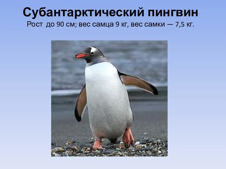 Субантарктический пингвин Рост до 90 см; вес самца 9 кг, вес самки — 7,5 кг.