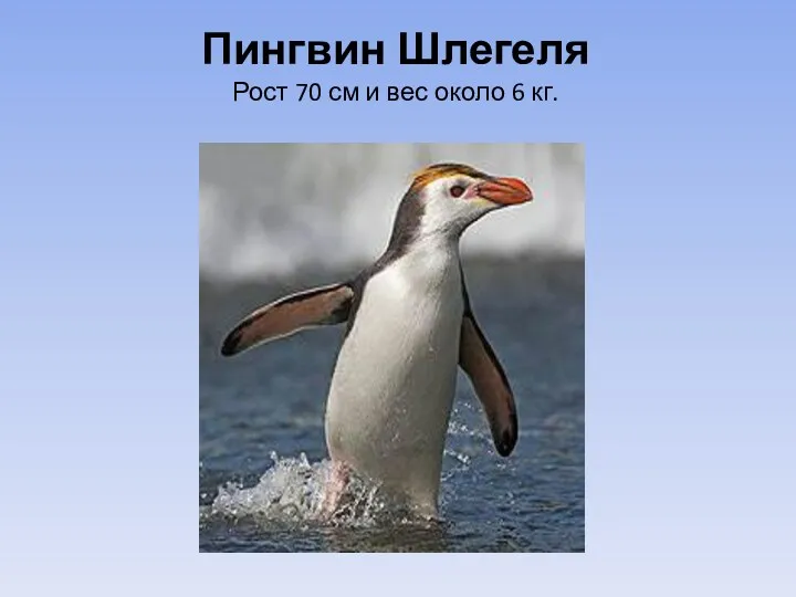 Пингвин Шлегеля Рост 70 см и вес около 6 кг.