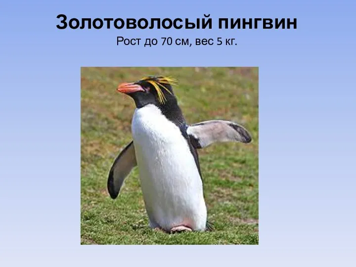 Золотоволосый пингвин Рост до 70 см, вес 5 кг.