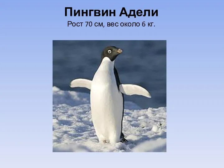Пингвин Адели Рост 70 см, вес около 6 кг.