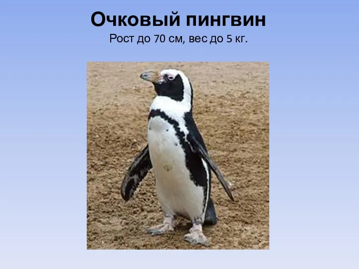 Очковый пингвин Рост до 70 см, вес до 5 кг.