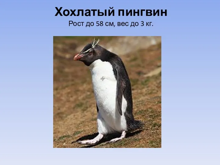 Хохлатый пингвин Рост до 58 см, вес до 3 кг.