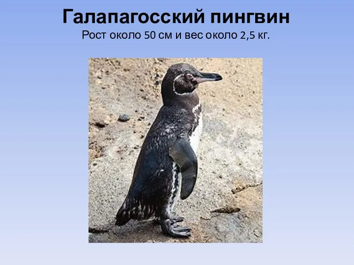 Галапагосский пингвин Рост около 50 см и вес около 2,5 кг.