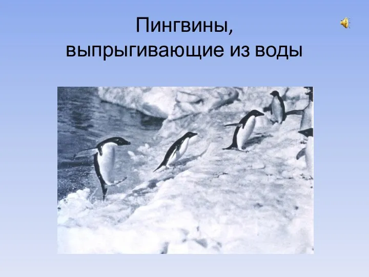 Пингвины, выпрыгивающие из воды