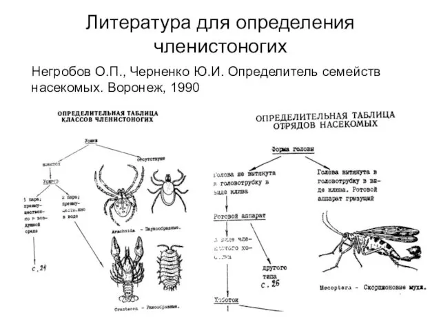 Литература для определения членистоногих Негробов О.П., Черненко Ю.И. Определитель семейств насекомых. Воронеж, 1990