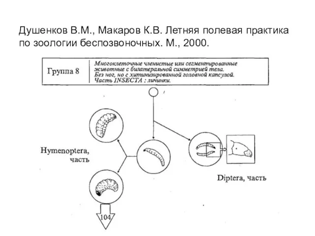 Душенков В.М., Макаров К.В. Летняя полевая практика по зоологии беспозвоночных. М., 2000.