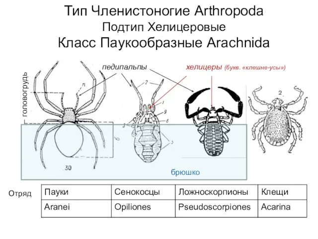 Тип Членистоногие Arthropoda Подтип Хелицеровые Класс Паукообразные Arachnida хелицеры (букв. «клешне-усы») педипальпы брюшко головогрудь Отряд