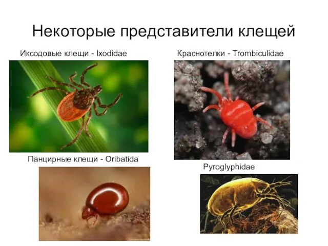 Некоторые представители клещей Иксодовые клещи - Ixodidae Краснотелки - Trombiculidae Pyroglyphidae Панцирные клещи - Oribatida