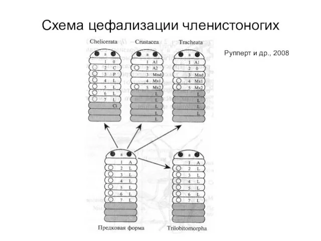 Схема цефализации членистоногих Рупперт и др., 2008