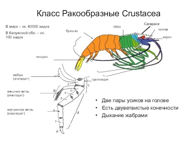 Класс Ракообразные Crustacea Две пары усиков на голове Есть двуветвистые