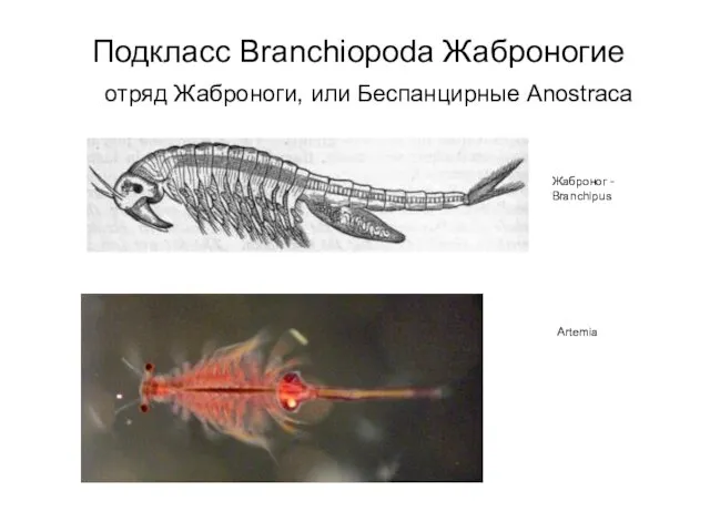 Подкласс Branchiopoda Жаброногие отряд Жаброноги, или Беспанцирные Anostraca Жаброног - Branchipus Artemia