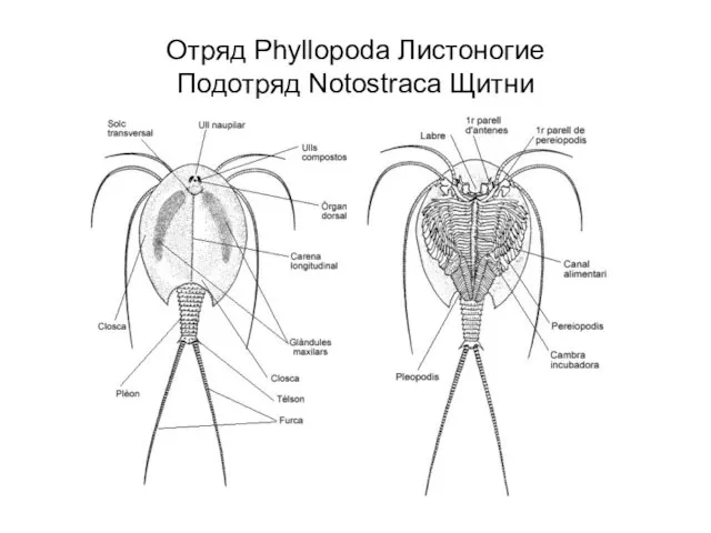 Отряд Phyllopoda Листоногие Подотряд Notostraca Щитни