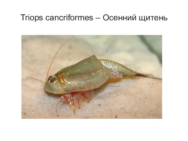 Triops cancriformes – Осенний щитень