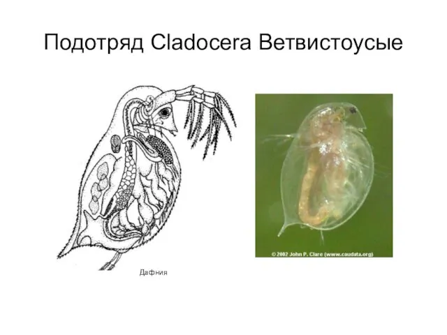 Подотряд Cladocera Ветвистоусые Дафния