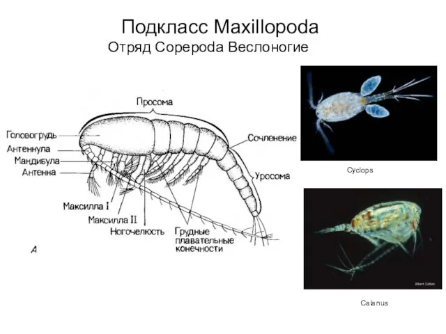 Cyclops Calanus Подкласс Maxillopoda Отряд Copepoda Веслоногие