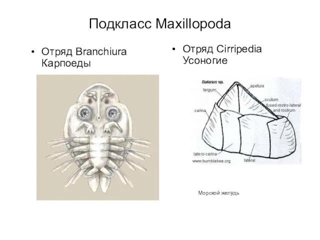 Отряд Cirripedia Усоногие Морской желудь Подкласс Maxillopoda Отряд Branchiura Карпоеды