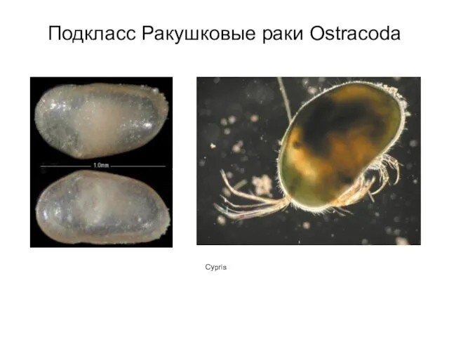 Подкласс Ракушковые раки Ostracoda Cypris