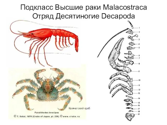 Подкласс Высшие раки Malacostraca Отряд Десятиногие Decapoda Камчатский краб