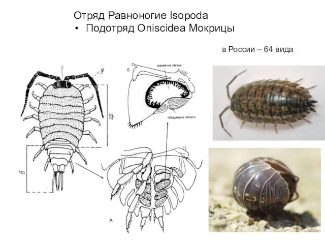 Отряд Равноногие Isopoda Подотряд Oniscidea Мокрицы в России – 64 вида