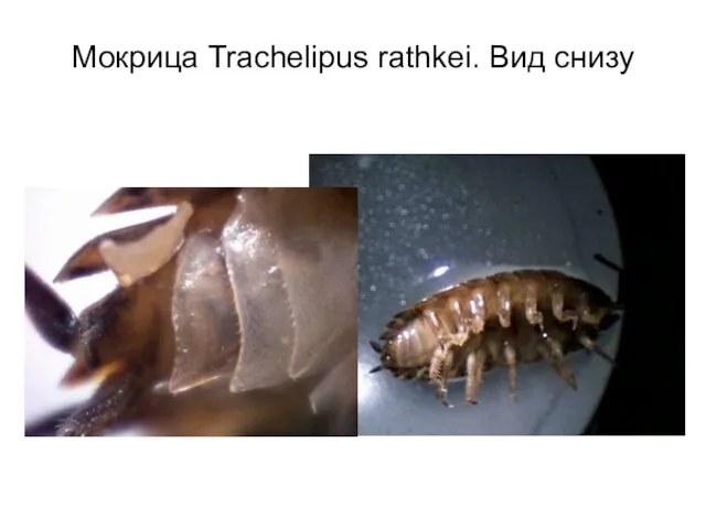 Мокрица Trachelipus rathkei. Вид снизу