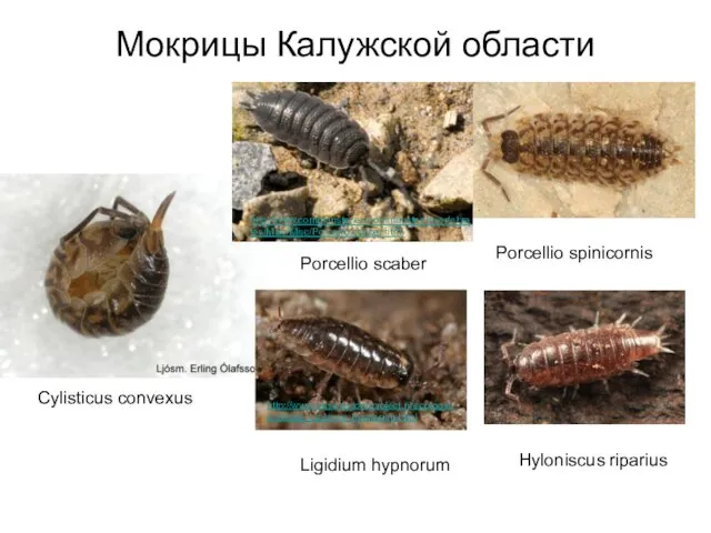 Мокрицы Калужской области Porcellio spinicornis Hyloniscus riparius http://www.commanster.eu/commanster/Invertebrates/Misc/Misc/Porcellio.scaber.html http://www.pissebeddenproject.nl/ecologie/ecologie_Ligidium_hypnorum.html Ligidium hypnorum Porcellio scaber Cylisticus convexus