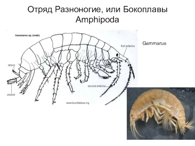 Отряд Разноногие, или Бокоплавы Amphipoda Gammarus