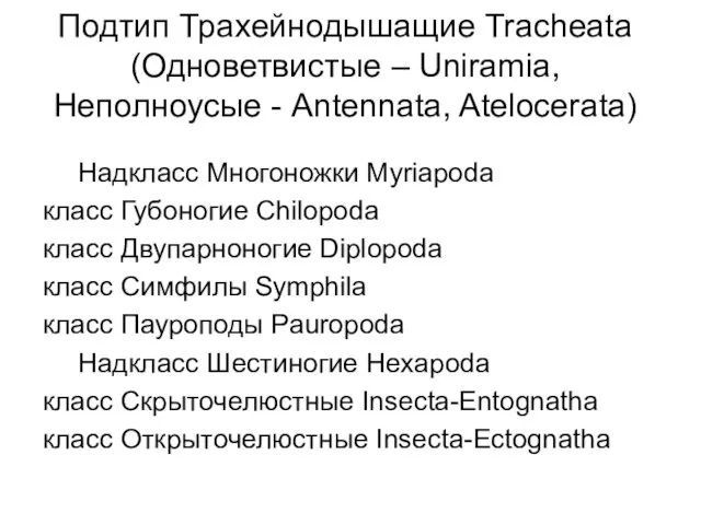 Подтип Трахейнодышащие Tracheata (Одноветвистые – Uniramia, Неполноусые - Antennata, Atelocerata)